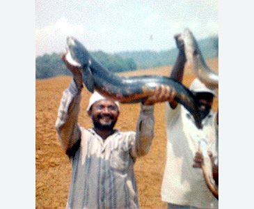 3024_Great Snakehead_Channa marulius.jpg